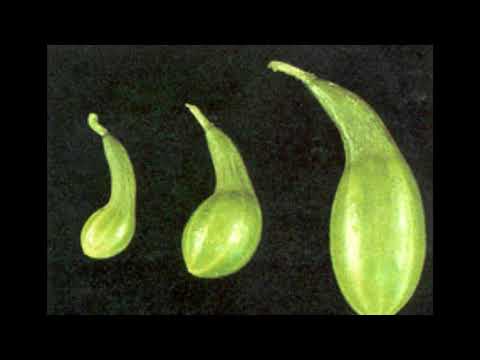 أهم فيديو لأعراض نقص البوتاسيوم والماغنسيوم فى الخيار أ د أمجد الجمال خبير الزراعة بدون تربة