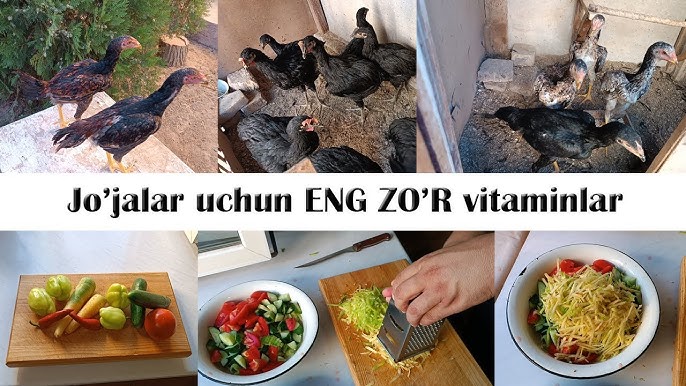 Porno video keksa va yosh yosh qiz qul ogzida farting