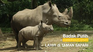 Seekor Badak Putih Betina Lahir di Taman Safari Indonesia