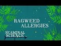 Ragweed allergies  seasonal science  unctv