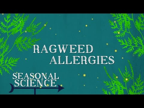 Ragweed Allergies | Seasonal Science | UNC-TV