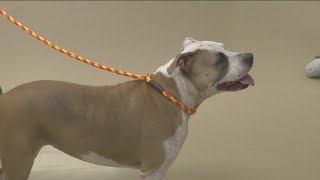 Dior is ready for her forever home