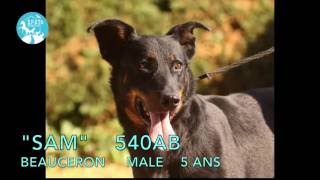 Spa De Bergerac - Chien À Adopter - Sam - Male - Beauceron