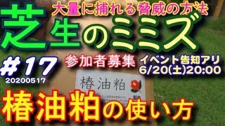 芝生のミミズを捕る方法　動画イベントの告知アリ！参加者募集中　芝活2020#17