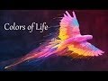 Quotes Wallpaper Application Video Color