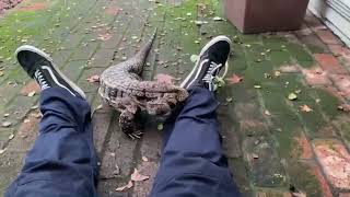 Responsive tegu: Blue climbs owner for cuddles on command