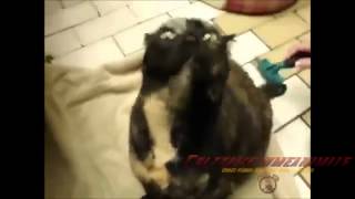 Говорящие животные много болтают, особенно коты и кошки Говорящие животные много болтают, особенно коты и кошки