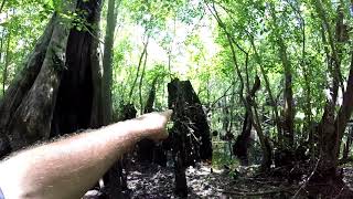Old Logging Tram in The Green Swamp