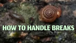 What To Do When Your Snail's Shell Breaks [Garden Snails]