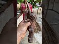 Hy vọng dâm đoạn cành này sẽ sống #đirừng #bonsai #caycanh #mocsam