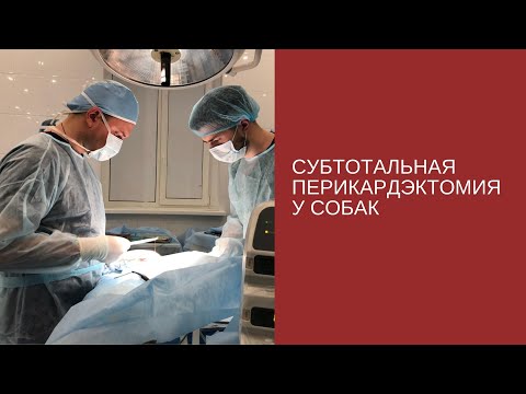 Субтотальная перикардэктомия у собак