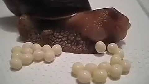 How Snail lay eggs