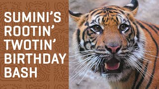 SUMATRAN TIGERS 2nd Birthday