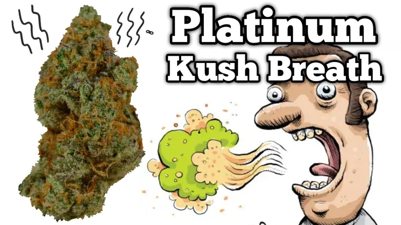 Platinum Kush Breath OFFICIAL Strain Review