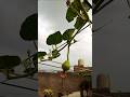 Bottle gourd vegetable #ytshorts