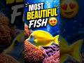 “Most Beautiful Fish 😍🐠”#shorts#fish