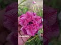 Rosa do deserto Ultravioleta ❤️ #fypシ #ultravioleta#adeniumflowers