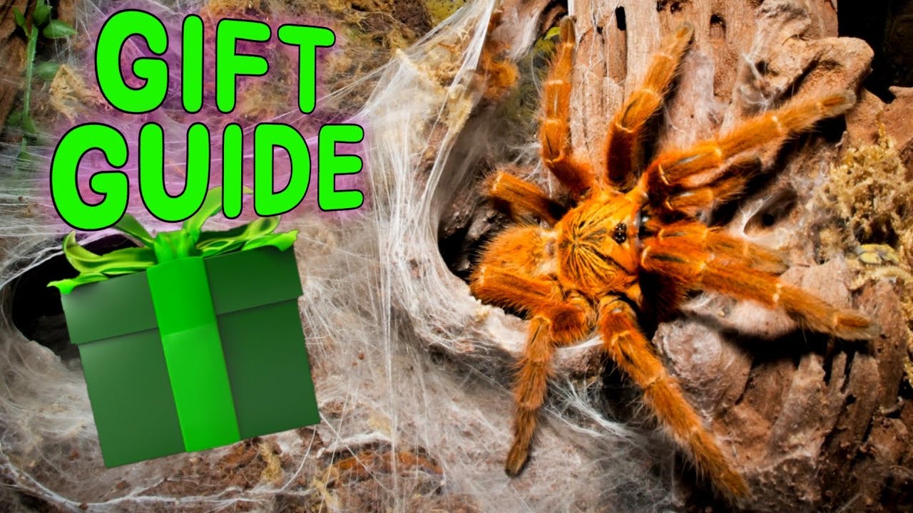 BEST Gifts for Tarantula Keepers! YouTube