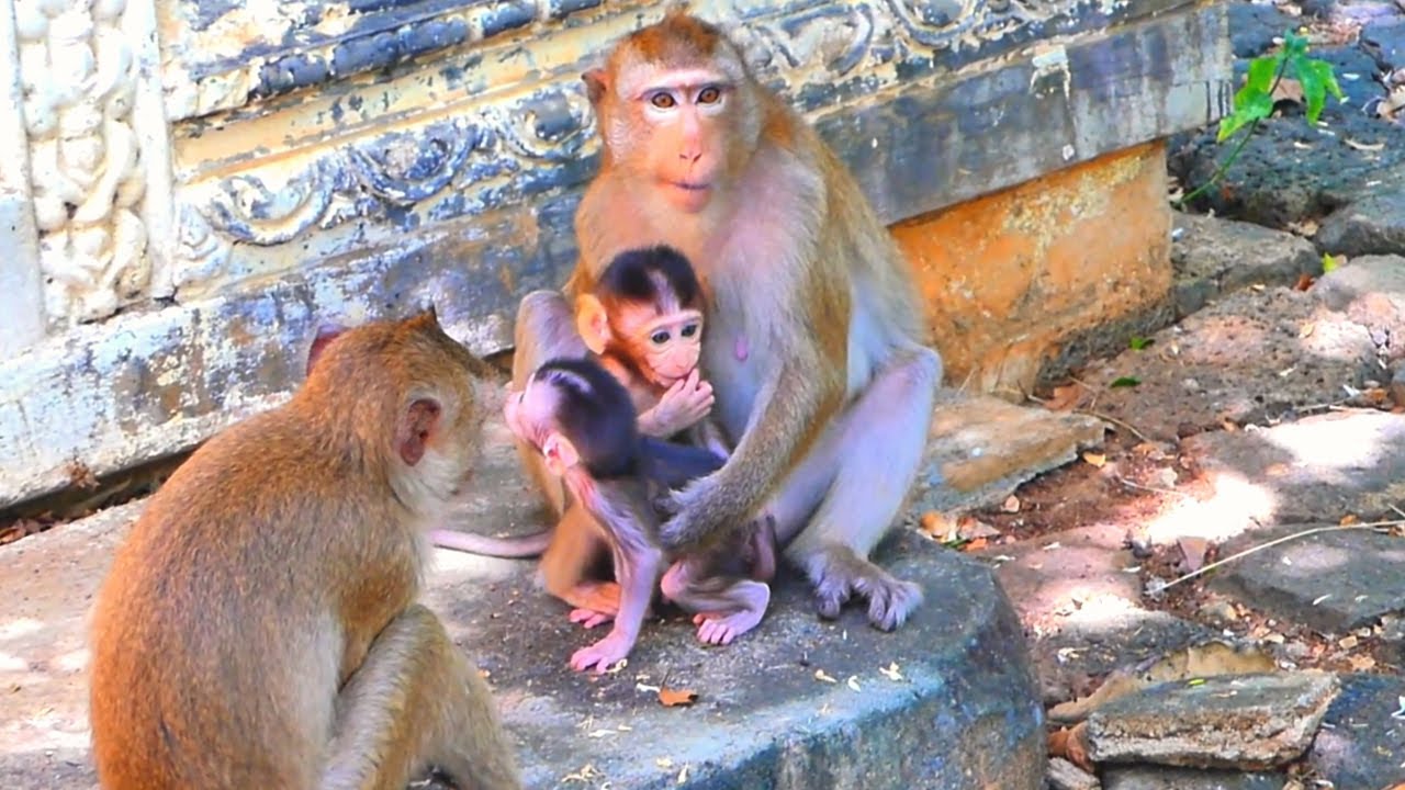 Most protective Monkey mother taking care of two babies monkey playing around