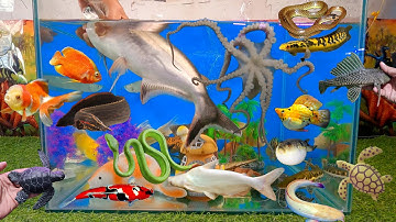 Tổng hợp các video cá cảnh đẹp, động vật dễ thương, cá trê bạch, cá mập đen, cá lóc cảnh, rắn hồng