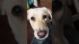 Amor incondicional #amorperruno