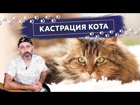 Кастрация кота: В