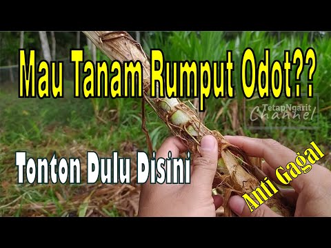 Cara menanam rumput