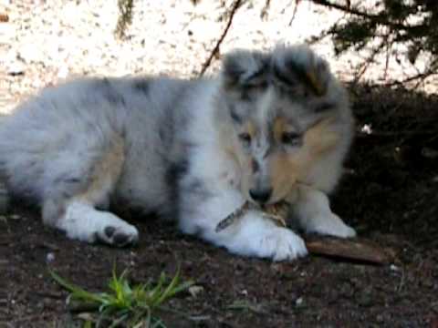 Rough Blue Merle Collie Puppy - May 2, 2009 - Casp...