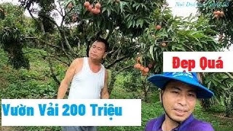 Thăm Đồi Vải Thanh Hà, Vải Thiều Lục Ngạn Dự Thu  200 Triệu I Luc Ngan Litchi