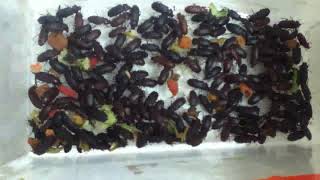 Mealworm-Beetle Colony Feb 2021 Mealworm Beetle Colony Setup Jan 2nd 2021