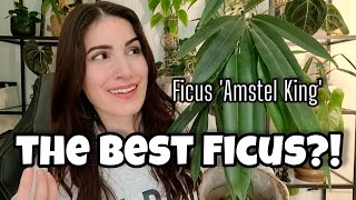 IS THIS THE BEST FICUS TO GROW?! 🤔 Ficus binnendijkii 'Amstel King' Origins & Care