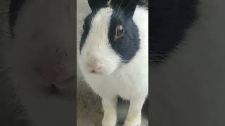 Cutie Pie Cute Bunny