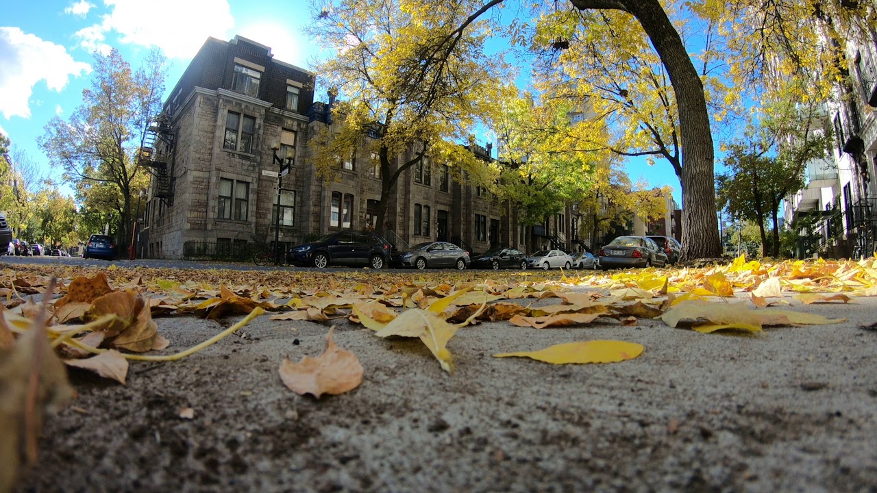 Autumn leaves time-lapse Tupper Street Montreal