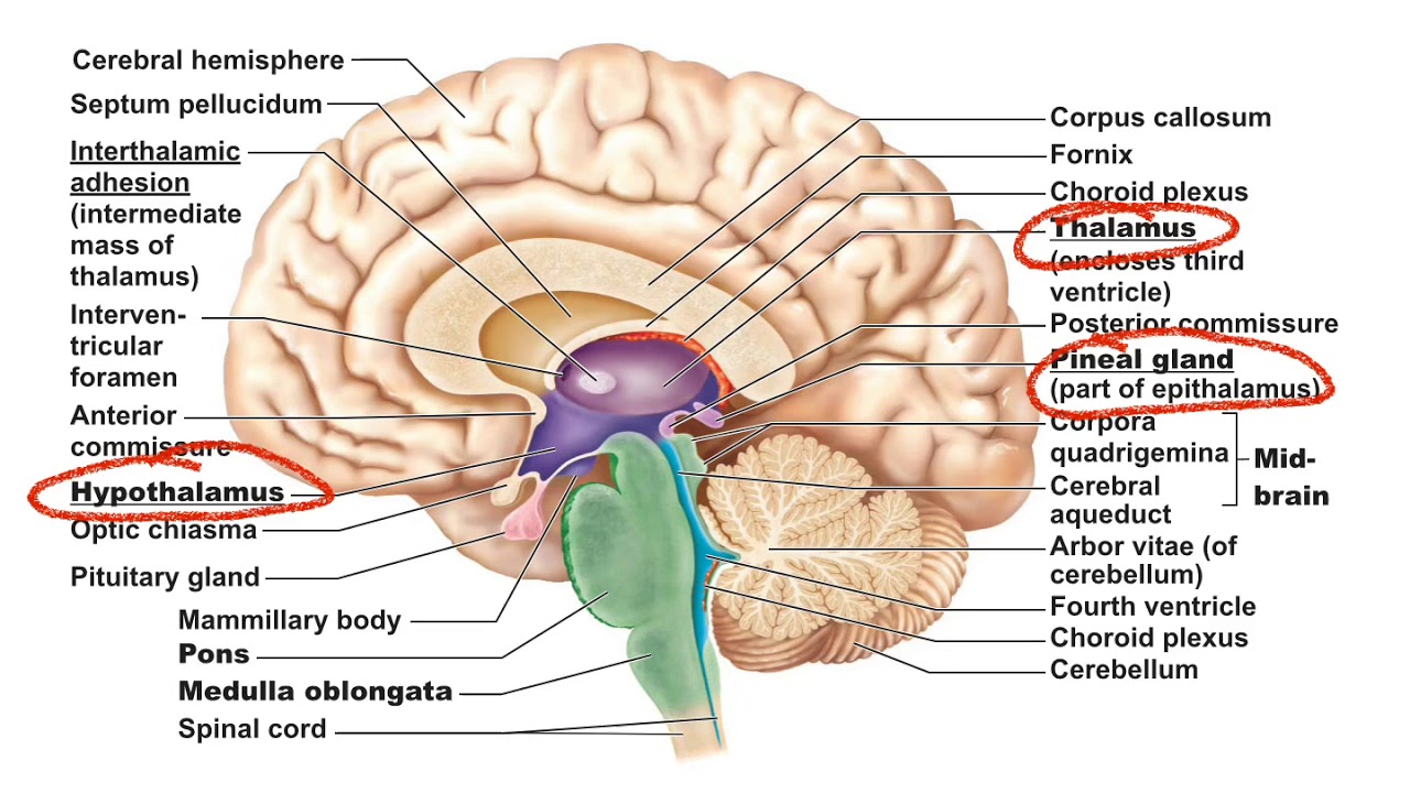 Central Nervous System Lecture - YouTube