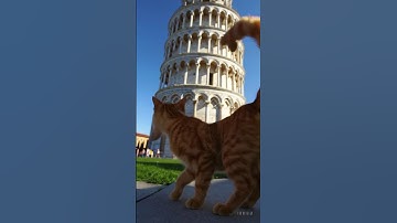 小橘貓逛義大利比薩斜塔｜小C讀遊趣#cat #cute #orangecat #cutecat