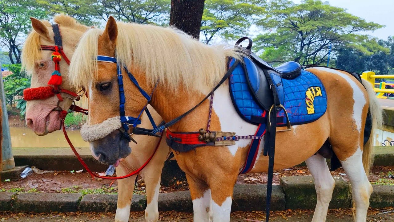 KALAU KAU SUKA HATI 💘 NAIK KUDA ~ KUDA DELMAN ~ NAIK DELMAN ISTIMEWA ~ DI SINI SENANG DI SANA SENANG