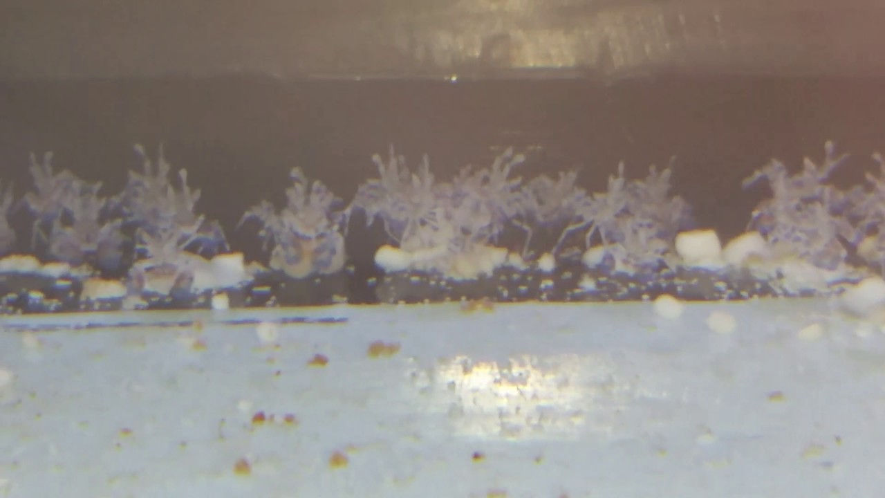 Captive Raised Harlequin Shrimp at Aquatic Technology