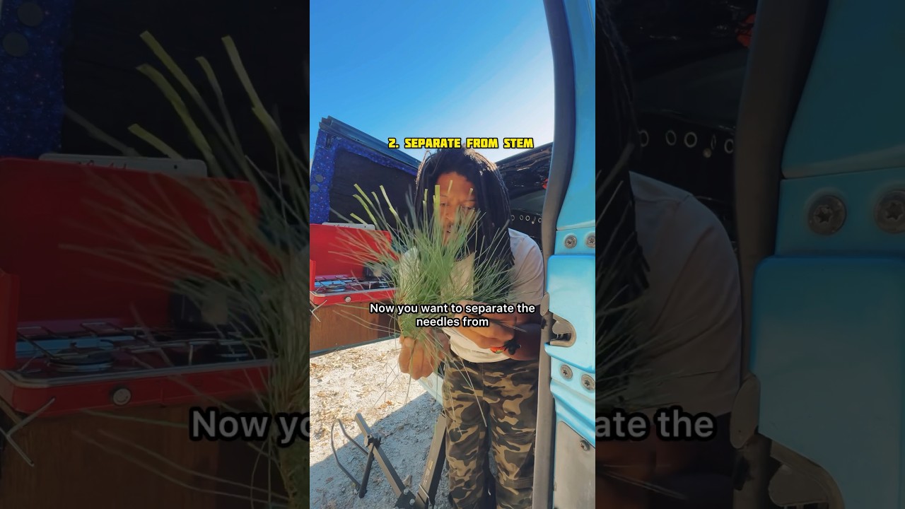 Pine trees can benefit you. 