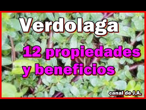 Verdolaga: 12 propiedades y beneficios de esta planta medicinal