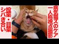 シバきシバかれ猫模様、病気の猫ケア一人称視点 The retired cats' care POV