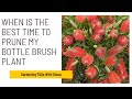 When is the best time to prune my bottle brush plant?