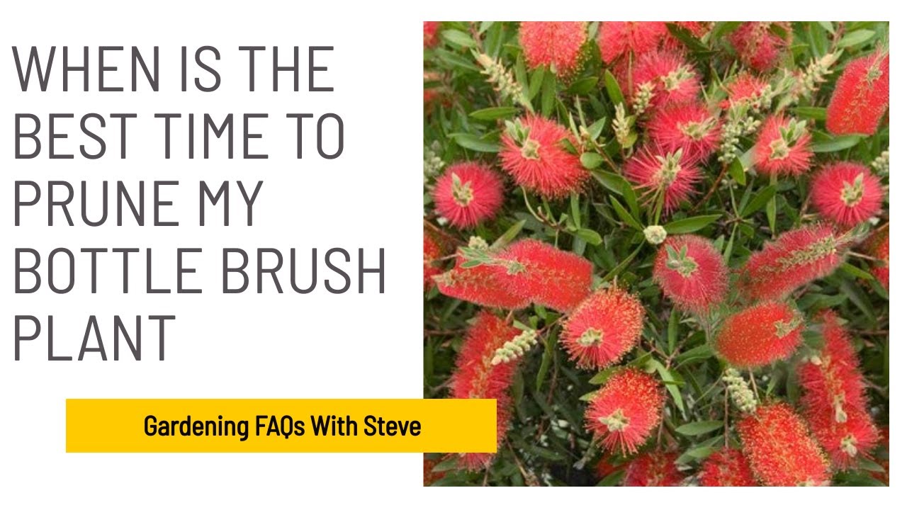 How to Grow and Care for Bottlebrush Bushes