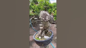 Cây cóc có bệ gốc to quá