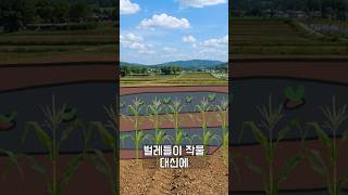 밭 테두리에 옥수수 심는 진짜 이유