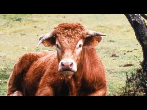 🌱 Perché scegliere un’alimentazione 100% vegetale?