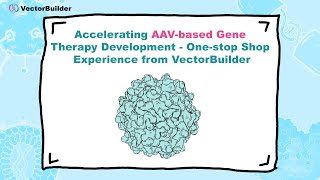 Accelerating AAV-based Gene Therapy Development: One-stop Shop Experience from VectorBuilder
