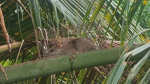 Cách bẩy chuột dừa hiệu quả nhất #8