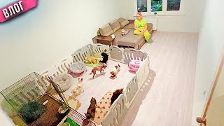 видео: Питомник собак в обычной квартире! Смотрите, как мы сделали! Скоро роды чихуахуа Капы! Анапа. День 3 картинка: Питомник собак в обычной квартире! Смотрите, как мы сделали! Скоро роды чихуахуа Капы! Анапа. День 3