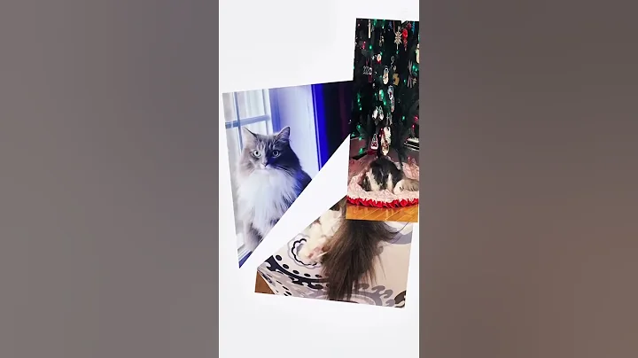 Watch the video about ✨Cute edit✨ #cat #cute #edit #fyp #animals #mainecoon #ragdollcat