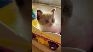 Kedim Treni Sürüyor… Vagonlarda Yavru Kediler Var! 🚂🐱